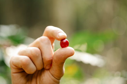 Crop anonymous male farmer showing small red ripe coffee berry in lush green farm on sunny day