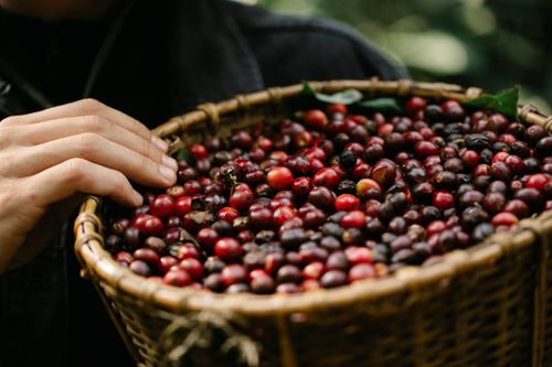 Free From above crop anonymous male farmer demonstrating wicker bucket full of fresh red aromatic coffee berries during harvesting season in garden Stock Photo