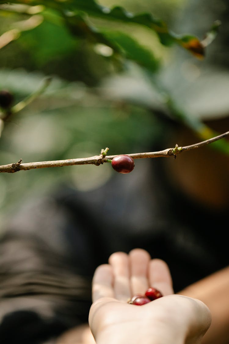 Faceless Person Picking Coffee Beans From Tree In Sunlight