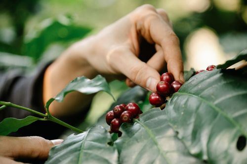 Free Crop faceless grower picking red coffee beans from lush green tree in garden on sunny day Stock Photo