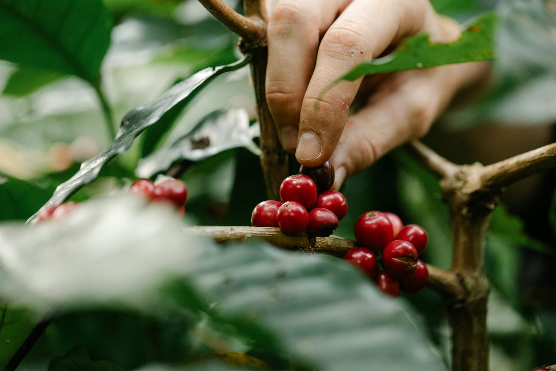 A hand carefully picking ripe red coffee cherries from a lush coffee plantation branch.