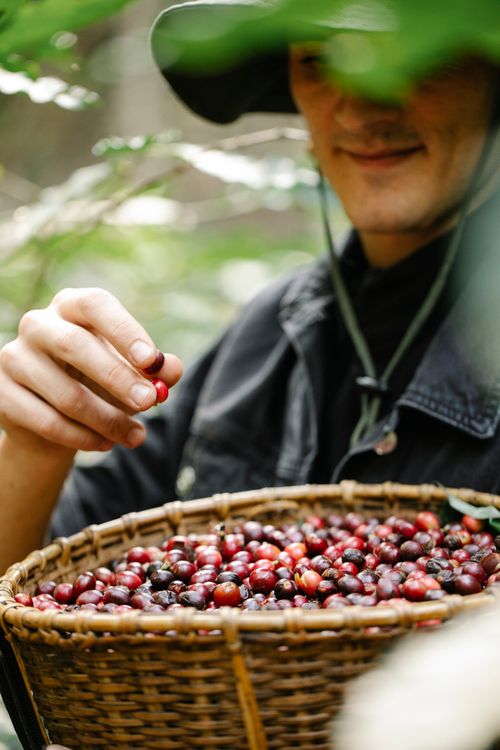 Free Crop young male worker in casual clothes and hat standing in green garden and collecting red coffee beans into wicker basket in sunlight Stock Photo