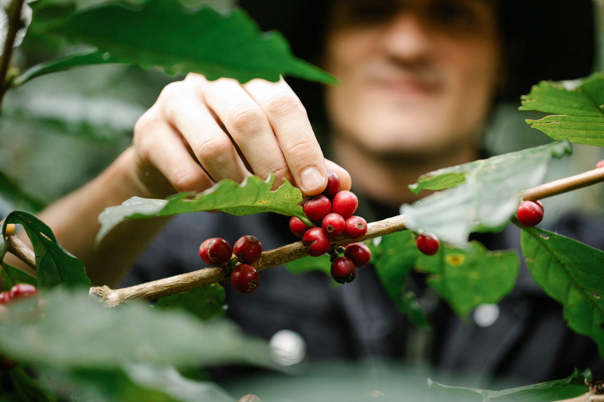 Crop positive male harvester picking red coffee beans from green bush during work in plantation on sunny day