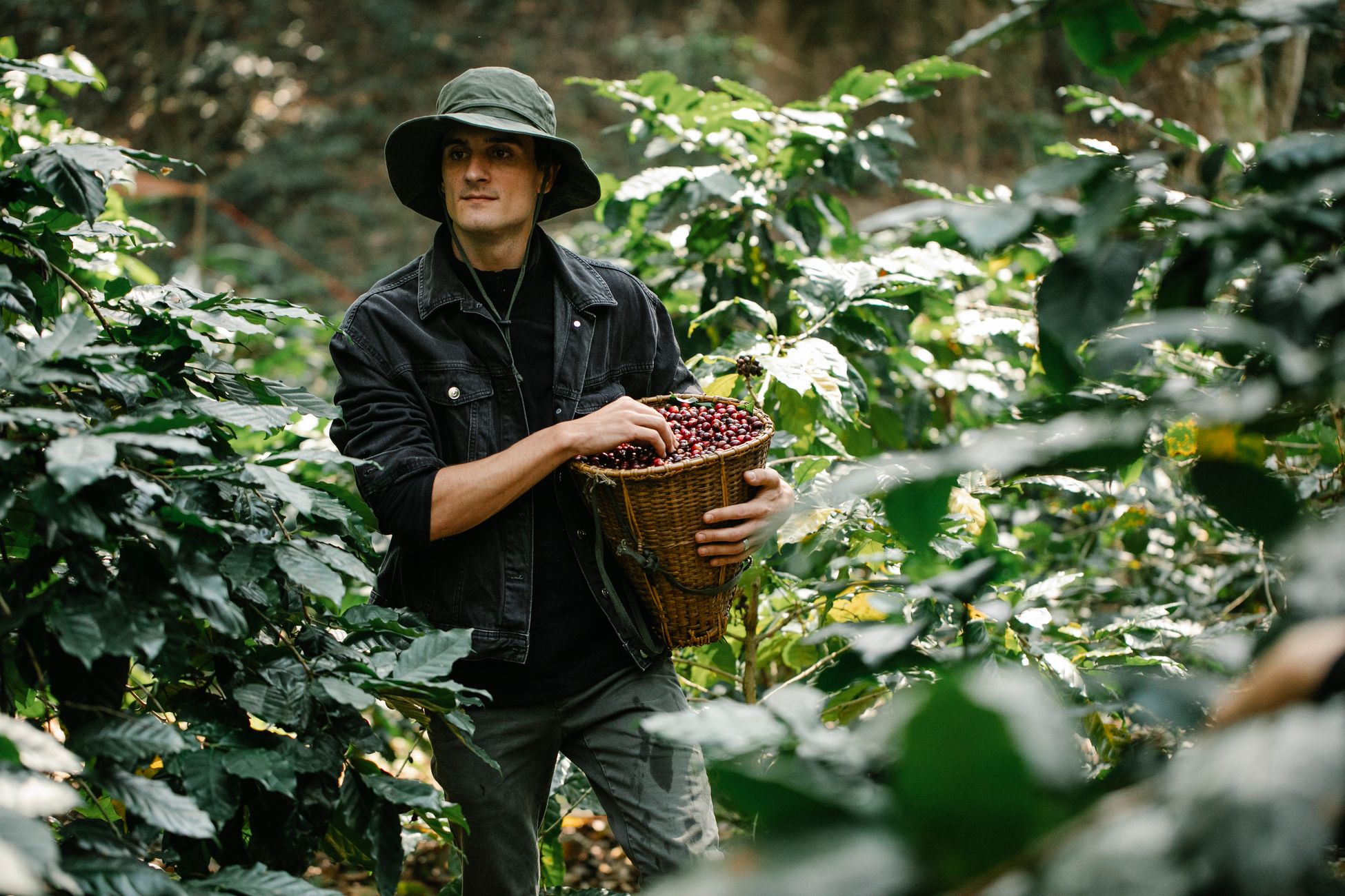Young male harvester in casual clothes and hat walking in lush green plantation and collecting red coffee beans