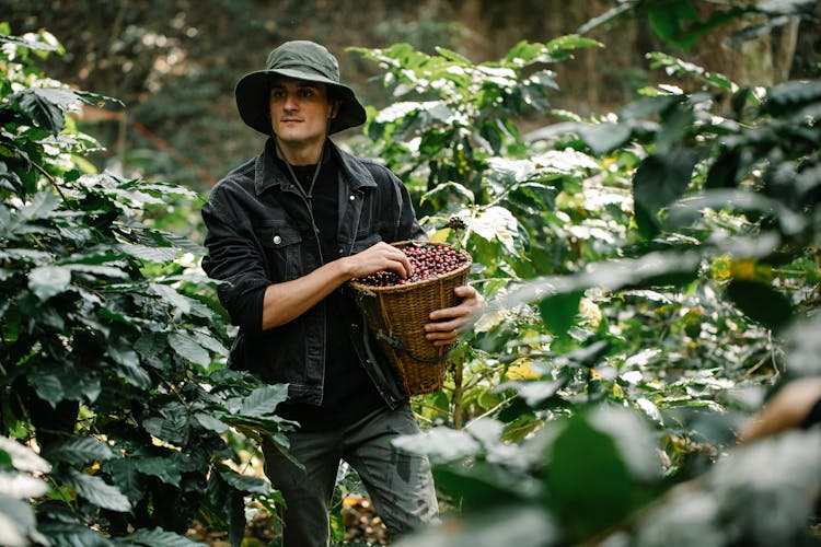 Young Guy Walking In Green Garden And Harvesting Berries Into Wicker Basket