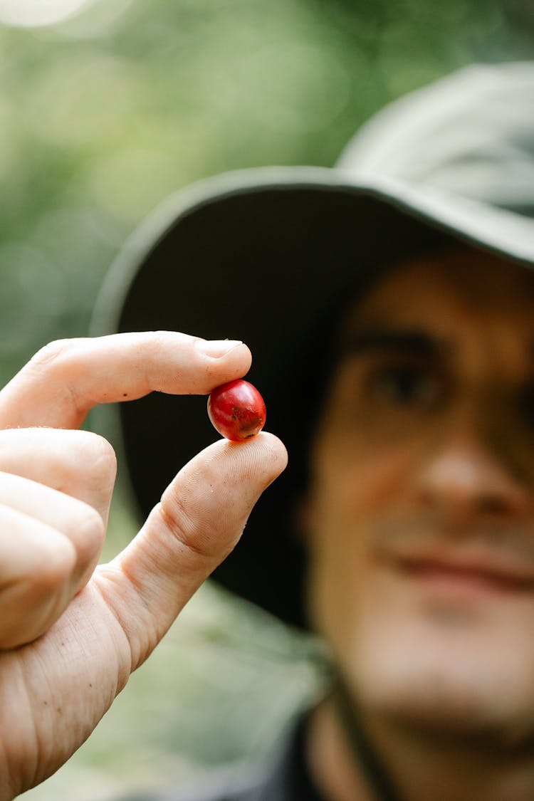 Crop Male Farmer Holding Coffee Bean During Harvesting In Garden