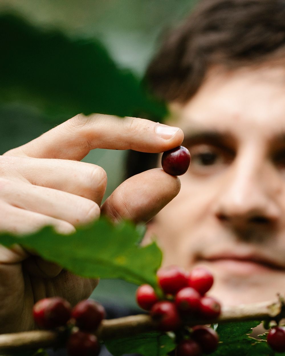 Coffee farmer with the day's harvest