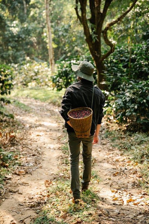 Back view of anonymous male gardener in casual clothes and hat carrying wicker basket full of ripe red berries while walking in green plantation during harvesting works