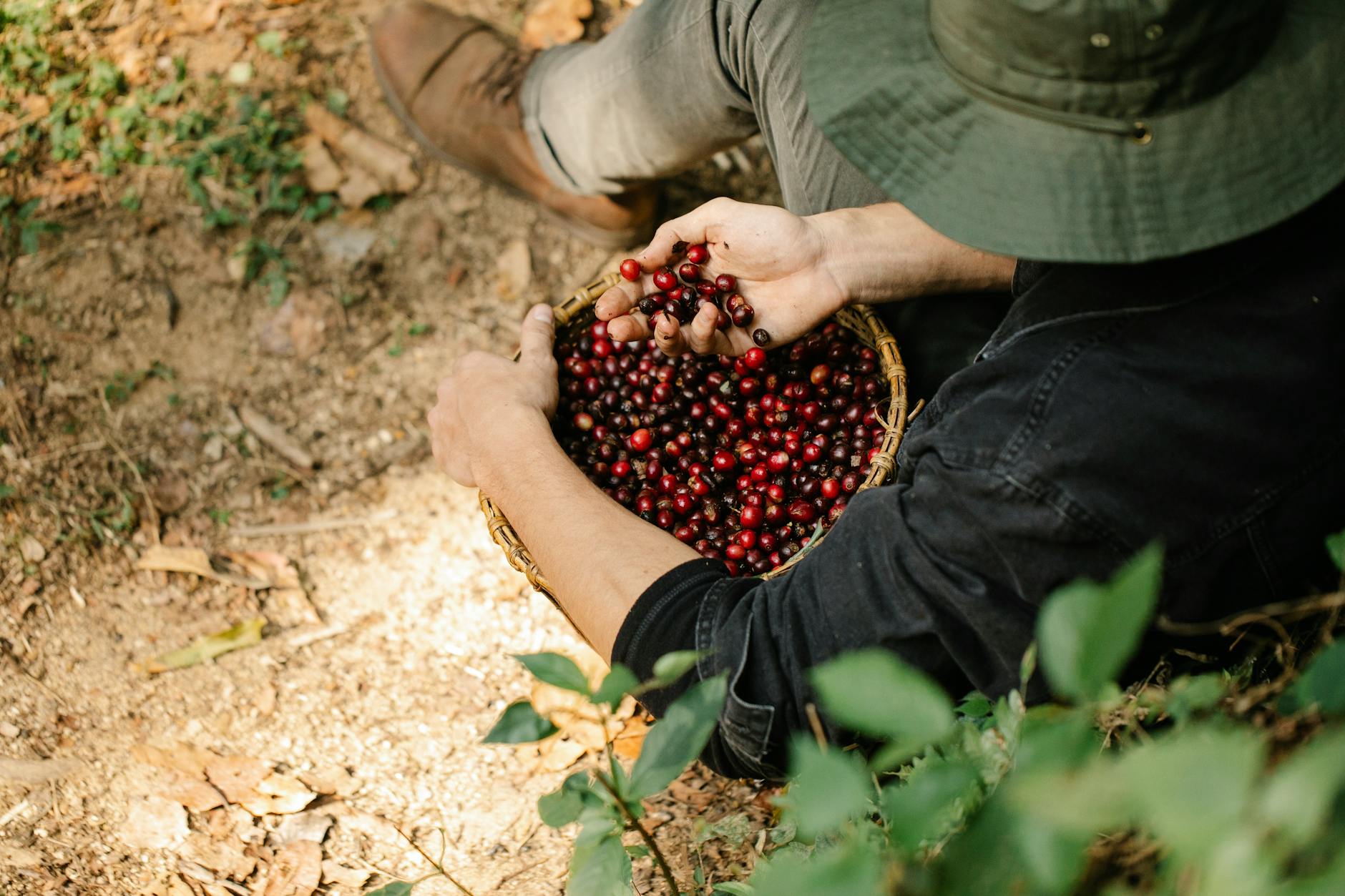 Crop unrecognizable man with basket of coffee berries