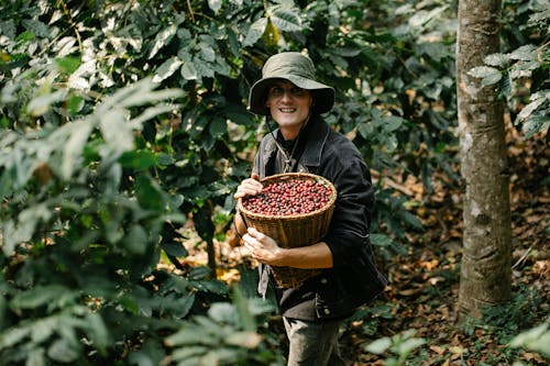 Positive male with wicker basket full of collected coffee berries looking at camera while standing in forest with green trees