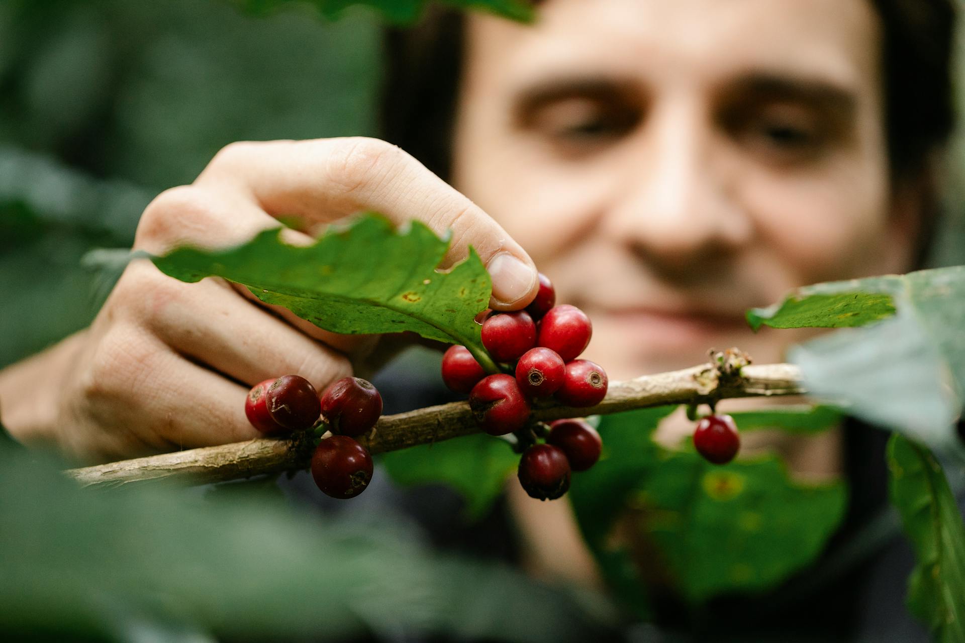Blurred positive male picking ripe red coffee beans from tree branch with green leaves while standing in nature during harvesting season