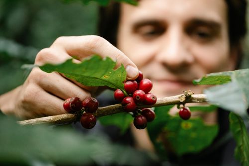 Free Blurred positive male picking ripe red coffee beans from tree branch with green leaves while standing in nature during harvesting season Stock Photo