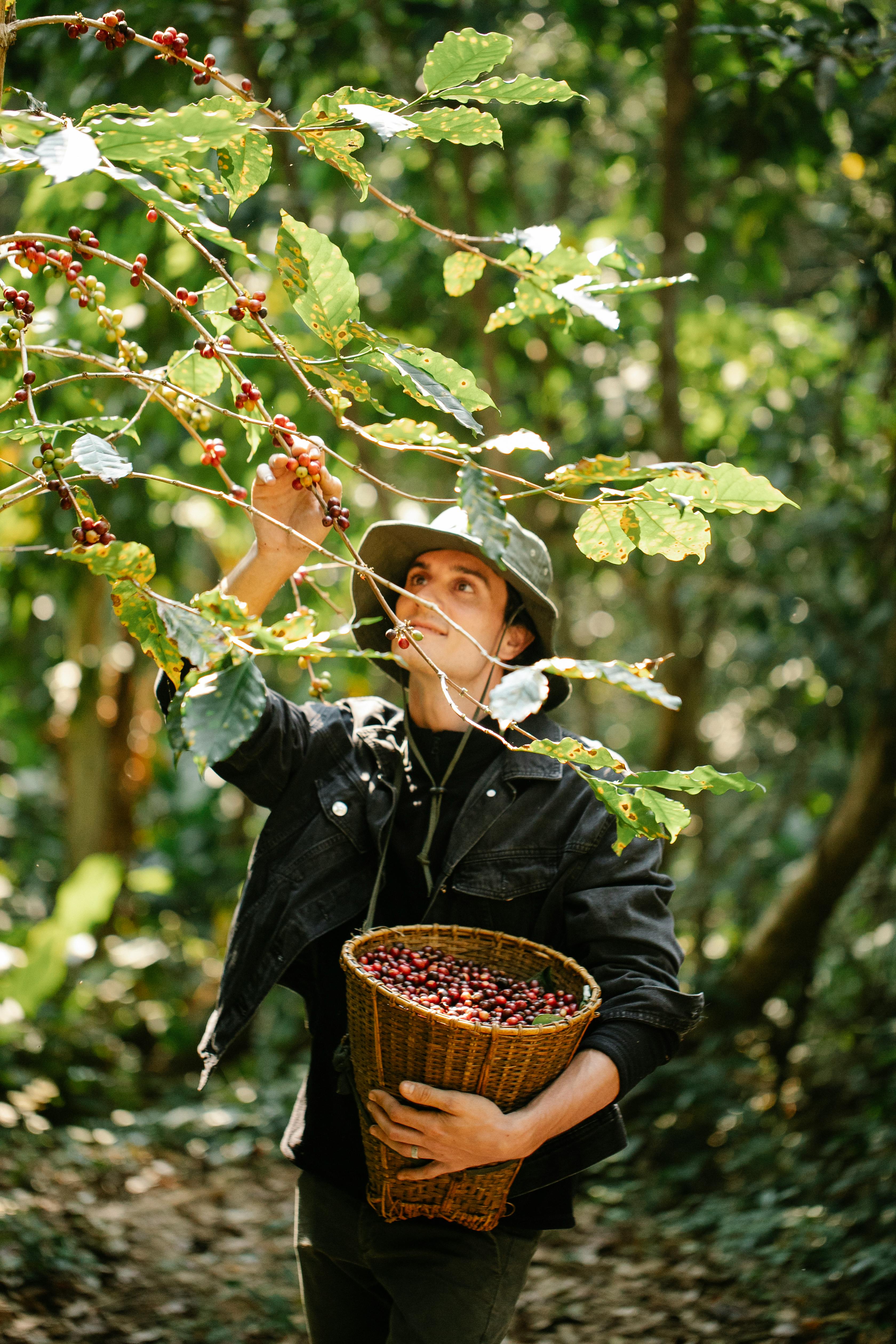Concentrated man collecting coffee beans in forest · Free Stock Photo