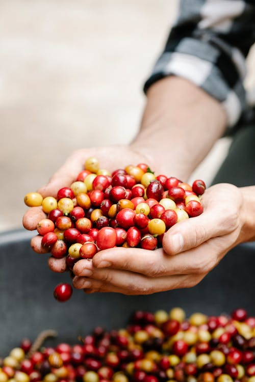 Unrecognizable male demonstrating handful of ripe red small coffee beans near basin full of collected berries during harvesting season in countryside