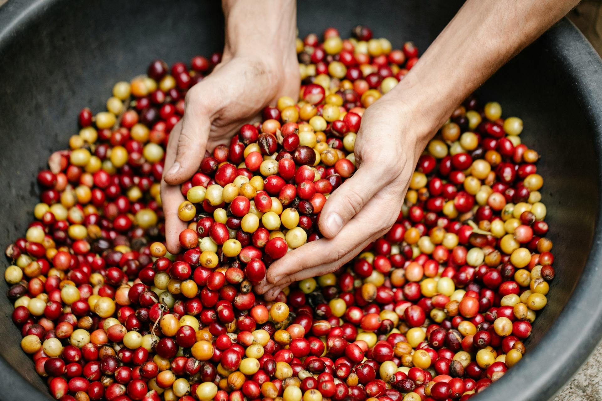A close-up of hands picking ripe coffee cherries from a large basin during harvest.