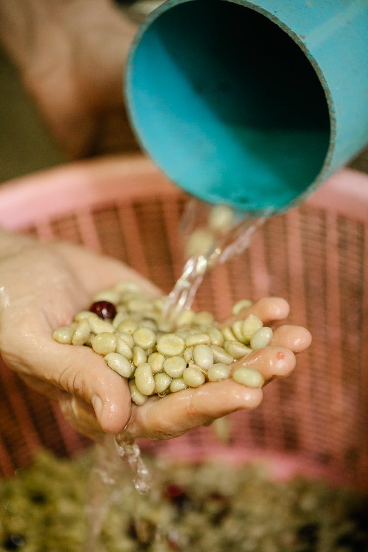 Crop Person Washing Coffee Beans