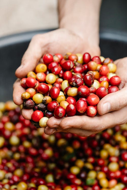 Crop unrecognizable farmer with heap of red and green coffee berries in hands in daytime