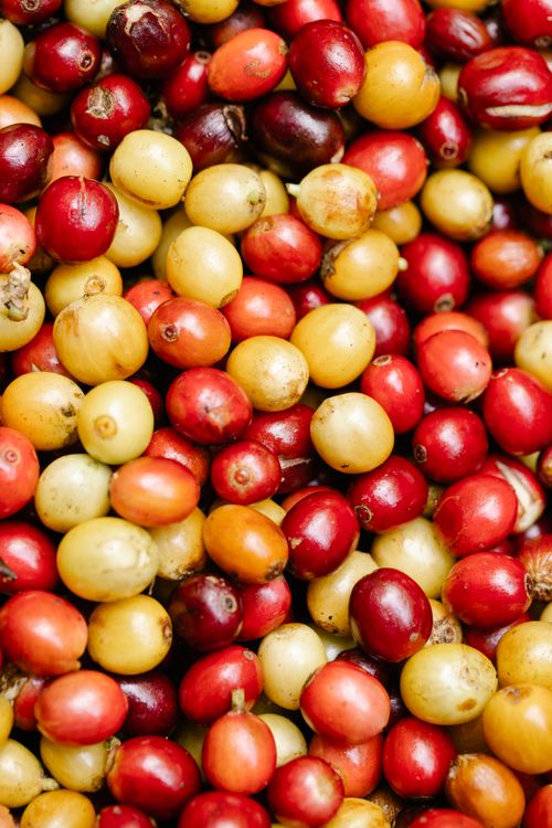Free From above of background representing ripe and green whole coffee berries with shiny peel and pleasant scent Stock Photo
