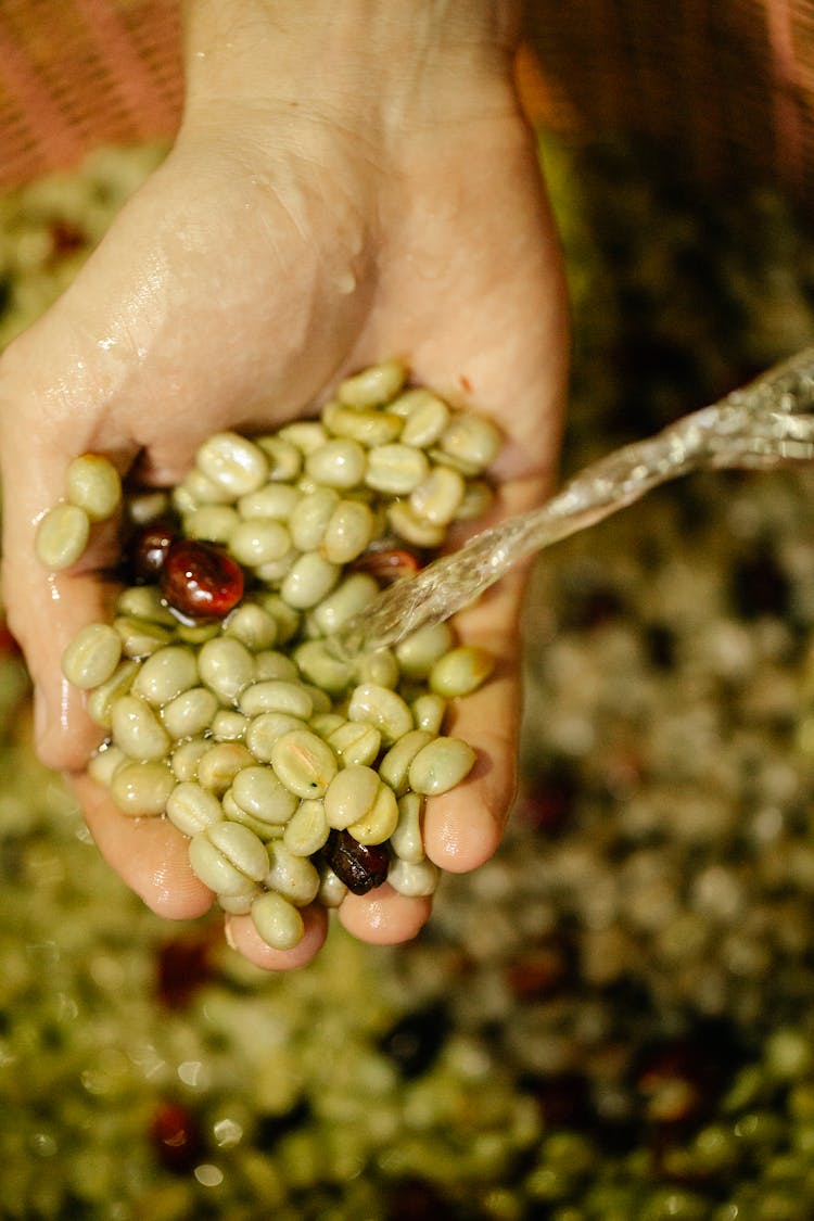 Crop Farmer Washing Green Coffee Beans With Water