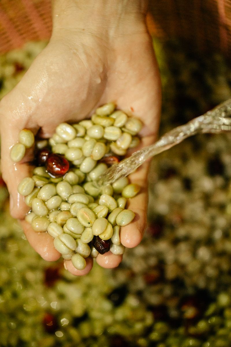 Wet-hulled coffee processing, North Sumatra
