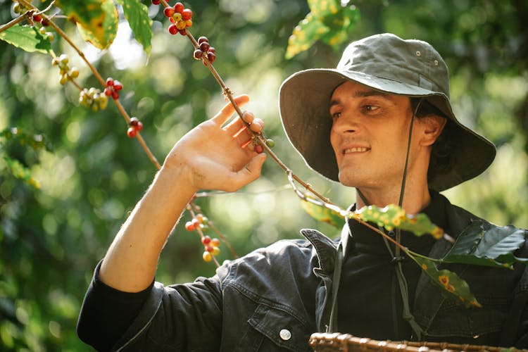 Farmer Harvesting Coffee Fruits From Shrub On Plantation