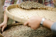 Crop unrecognizable horticulturists with sieves separating unroasted coffee bean halves from chaff in countryside in daylight