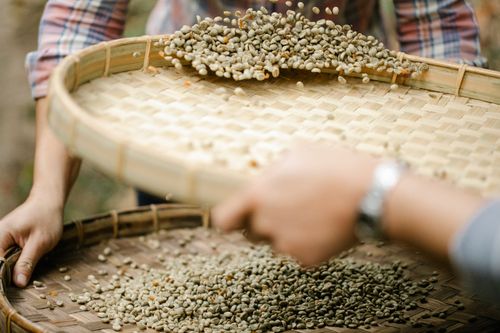 Free Crop unrecognizable horticulturists with sieves separating unroasted coffee bean halves from chaff in countryside in daylight Stock Photo