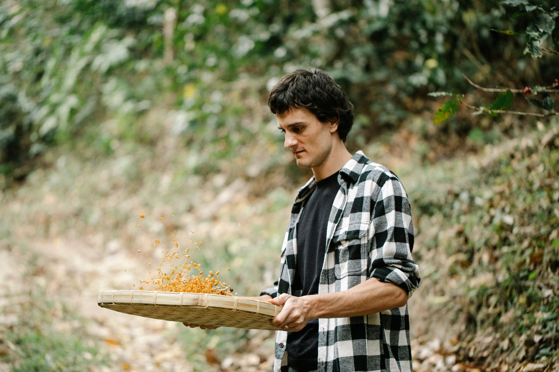 Farmer with sieve sorting dry coffee beans in countryside
