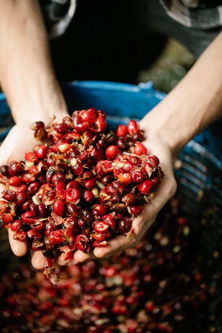 Crop Farmer With Heap Of Coffee Berries