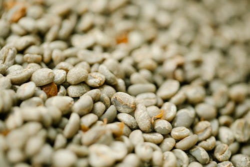 Heap of raw coffee beans drying in daylight