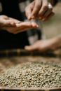 Crop harvesters separating dry coffee beans from chaff