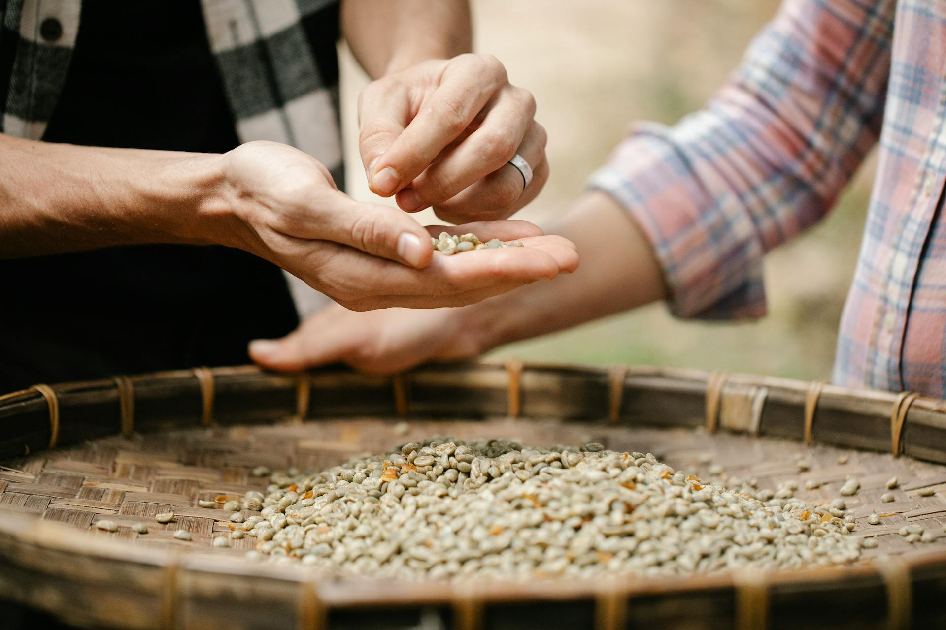 Crop unrecognizable horticulturists separating raw coffee beans from chaff over bamboo tray while working in countryside