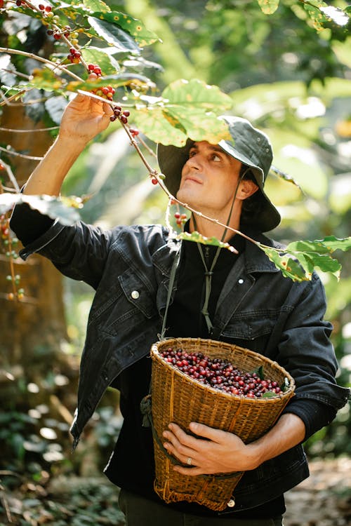 Young man harvesting coffee berries during work in farmland