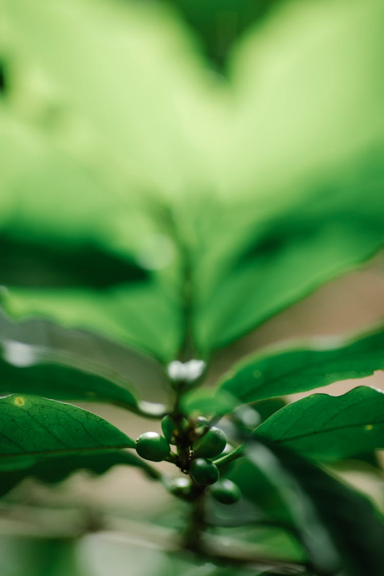 Green Coffee Berries Growing On Bush Branch In Sunlight