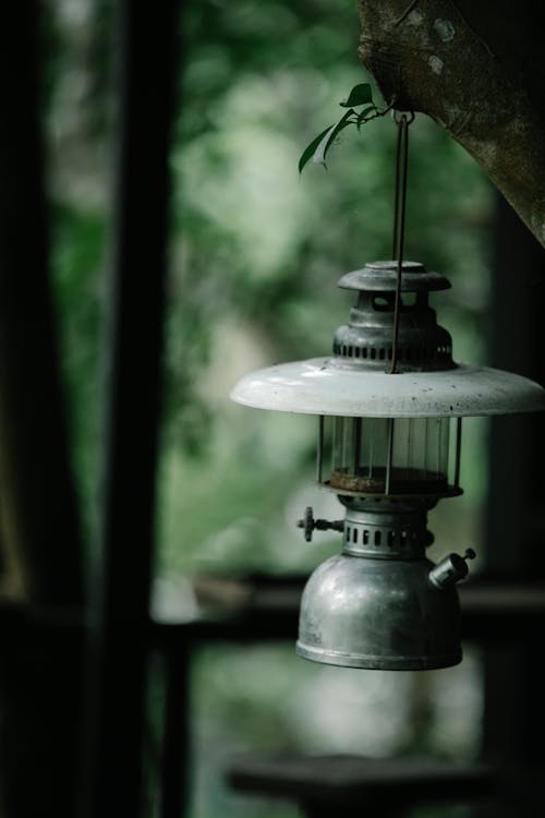 Free Vintage metal kerosene lamp hanging from tree branch in lush green forest in daytime Stock Photo