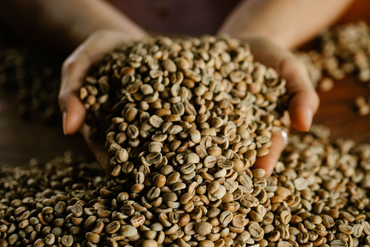 Granos de caf&eacute; verde en las manos de un agricultor