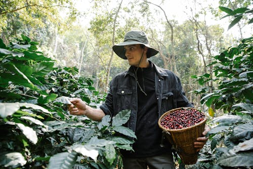 A Man Harvesting Coffee Beans