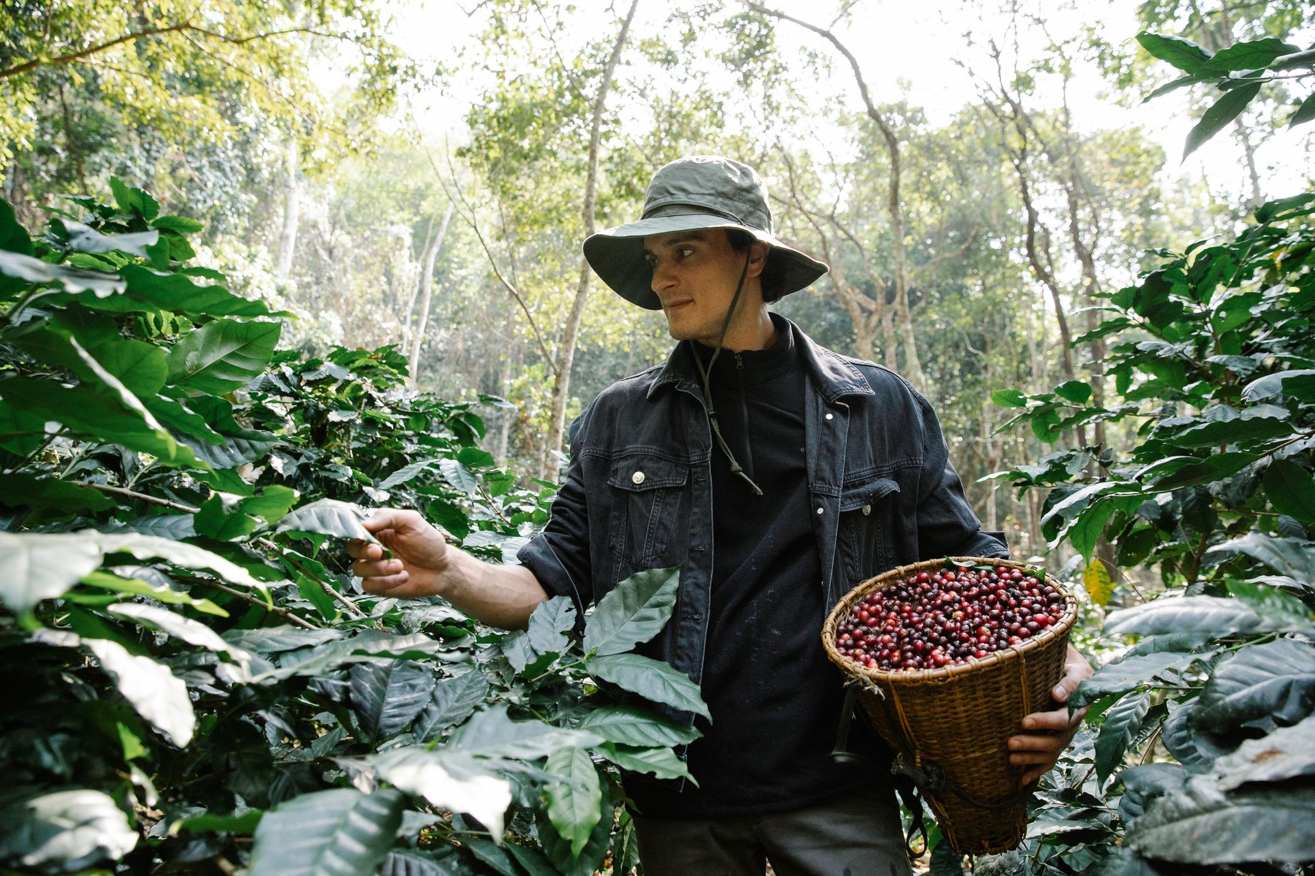 A male farmer carefully harvests ripe coffee berries on a lush plantation.