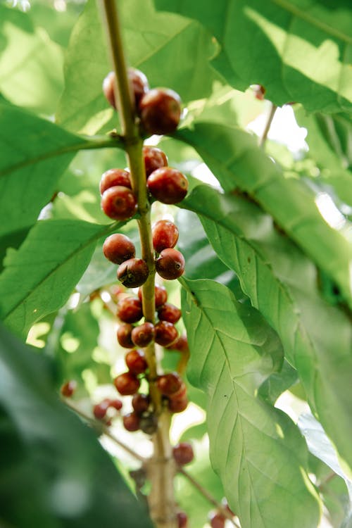 Coffee Fruits Attached to the Shrubs