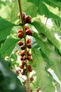 Coffee Fruits Attached to the Shrubs