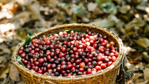 A basket full of ripe red coffee cherries on a sunny day in a coffee plantation.