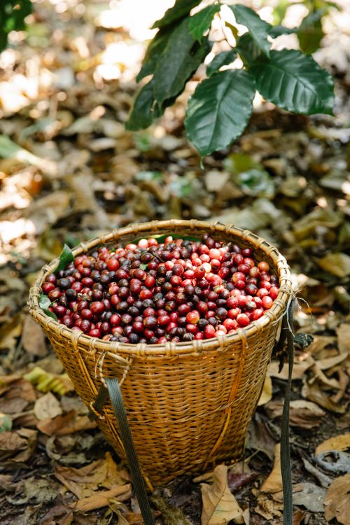 A woven basket full of freshly picked red coffee cherries