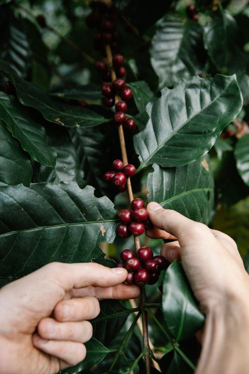 Free Detailed shot of hands picking ripe coffee cherries from a branch. Stock Photo