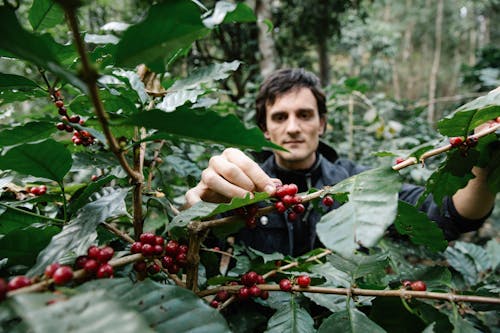 Free A Farmer Picking Coffee Fruits from the Coffee Tree Stock Photo