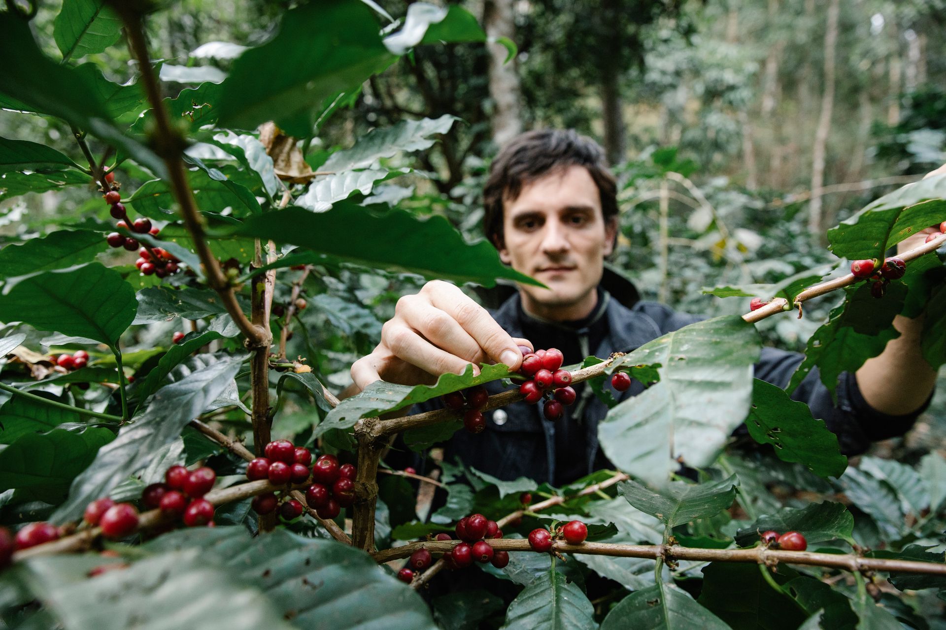A farmer harvesting ripe coffee cherries in a green plantation, showcasing farming life.