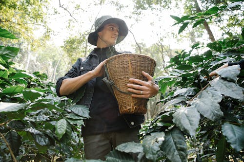 A Man with a Basket Harvesting Coffee Fruits