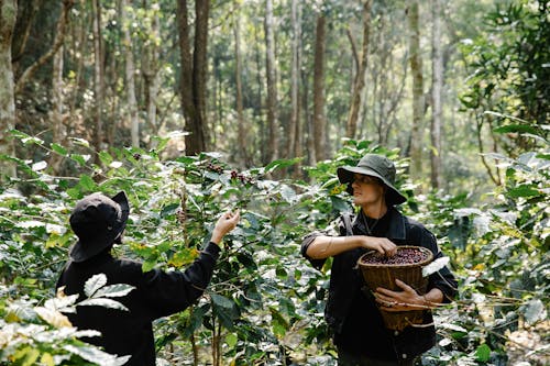 Foto d'estoc gratuïta de agricultors, agricultura, arbres