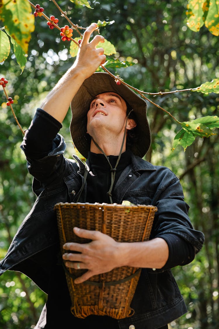 Man Picking Up Fruit In Orchard