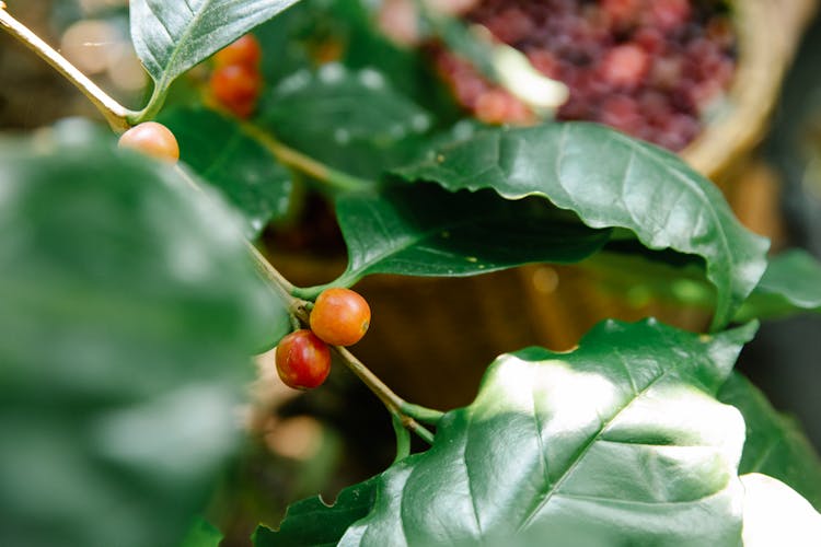 Red Round Fruit Hanging On The Stem Of Green Plant