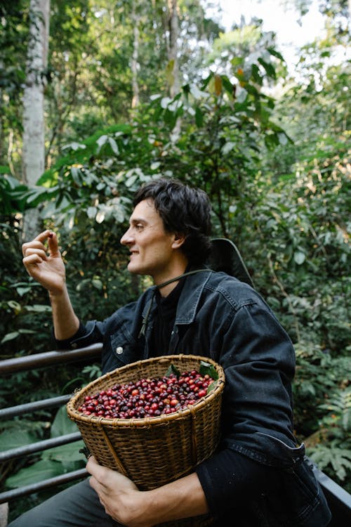 A Man Holding a Basket of Harvested Coffee Fruits
